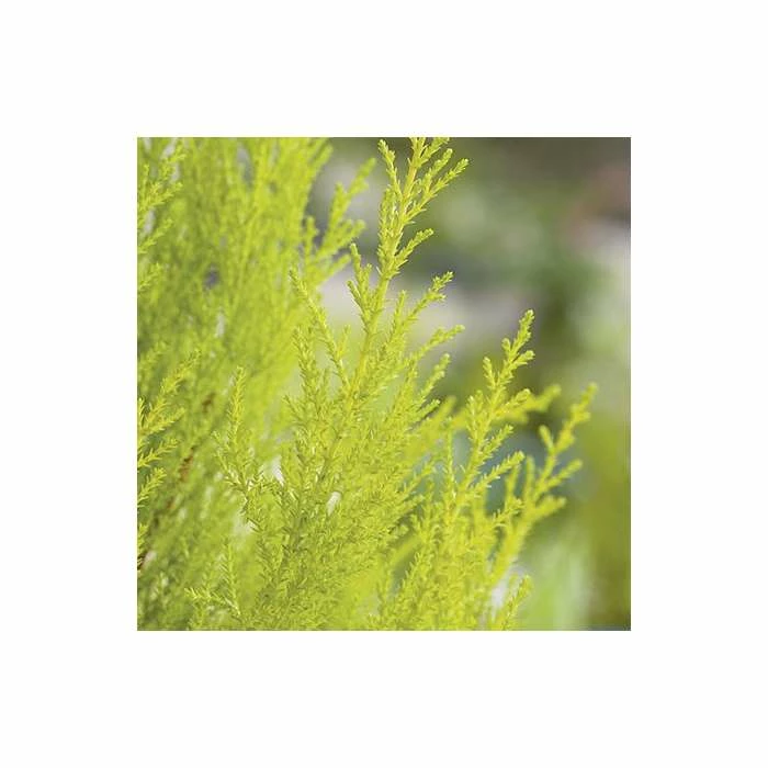 Cupressus macrocarpa 'Goldcrest' | Monterey cypress | 3L Pot 5 Cupressus macrocarpa 'Goldcrest' | Monterey cypress | 3L Pot - Image 3