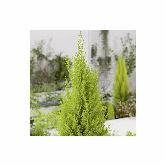 Cupressus macrocarpa 'Goldcrest' | Monterey cypress | 3L Pot 6 Cupressus macrocarpa 'Goldcrest' | Monterey cypress | 3L Pot - Image 4