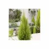 Cupressus macrocarpa 'Goldcrest' | Monterey cypress | 3L Pot -Pot Shop TR1010 main image 5f87