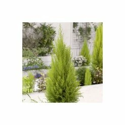 Cupressus macrocarpa 'Goldcrest' | Monterey cypress | 3L Pot