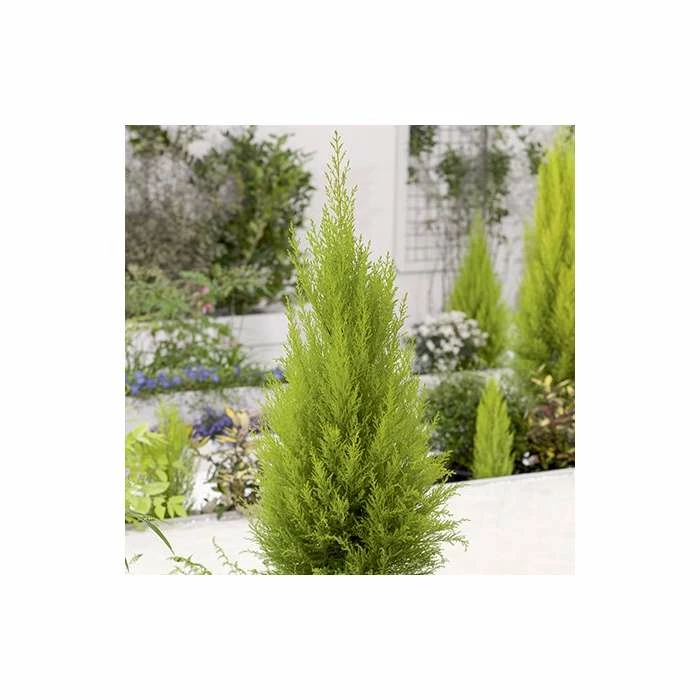 Cupressus macrocarpa 'Goldcrest' | Monterey cypress | 3L Pot 3 Cupressus macrocarpa 'Goldcrest' | Monterey cypress | 3L Pot