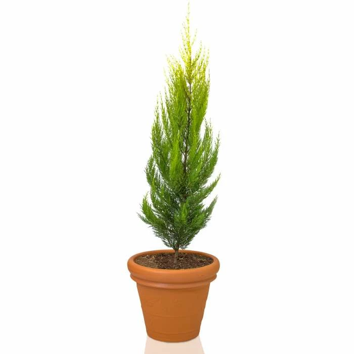 Cupressus macrocarpa 'Goldcrest' | Monterey cypress | 3L Pot 4 Cupressus macrocarpa 'Goldcrest' | Monterey cypress | 3L Pot - Image 2