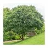 Acer griseum | Paper Bark Maple Tree | 5L Pot | By Frank P Matthews -Pot Shop TR1159 main image 6bb4