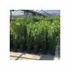 4ft Bay Bush | 5L Pot 1 4ft Bay Bush | 5L Pot -Pot Shop TR1229 main image 1135