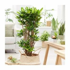 50cm Croton 'Yellow Banana' | Codiaeum variegatum | 5L Pot